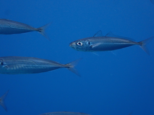 Blue Jack Mackerel