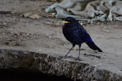 Myophonus caeruleus temminckii