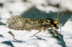 Haplotinea insectella