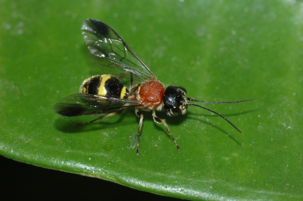 Taeniogonalos fasciata