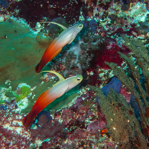Fire Dartfish (Nemateleotris magnifica)