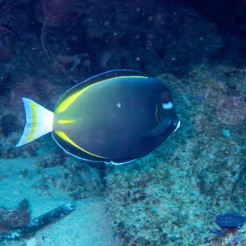 Whitecheek Surgeonfish (Acanthurus nigricans)