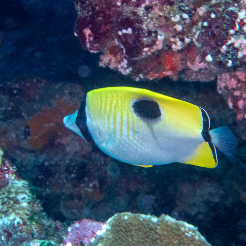 Teardrop Butterflyfish (Chaetodon unimaculatus)