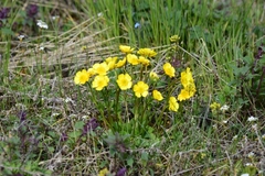 Ranunculus alberti