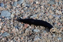 Turcomilax turkestanus