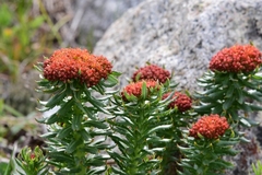 Rhodiola kirilowii