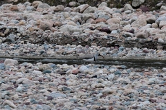 Ibidorhyncha struthersii