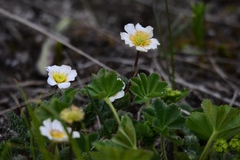 Callianthemum alatavicum