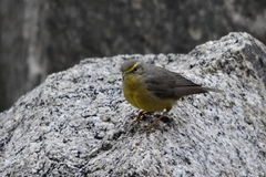 Phylloscopus griseolus
