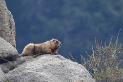 Marmota baibacina
