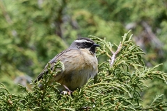 Prunella atrogularis