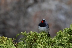 Calliope pectoralis
