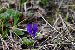 Viola altaica