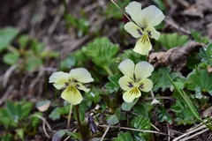Viola altaica