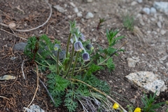 Pulsatilla campanella