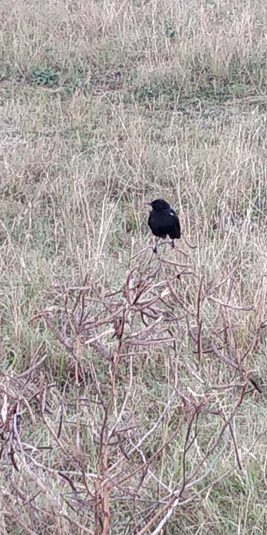 Sooty Chat (Myrmecocichla nigra), photo 8