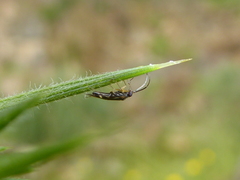 Ausejanus albisignatus