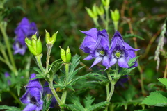 Aconitum fukutomei