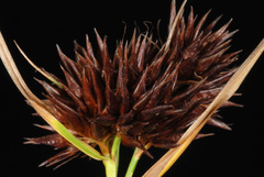 Rhynchospora cephalantha