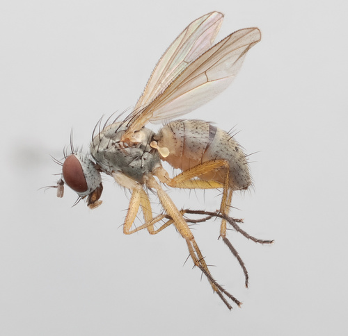 Coenosia mollicula