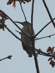 Arachnothera flavigaster