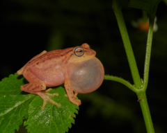 Raorchestes luteolus