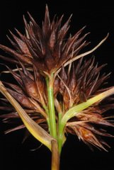 Rhynchospora cephalantha