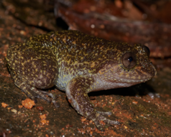 Wayanad Night Frog photo 3