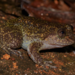 Robust Frogs - Photo (c) Karthik, some rights reserved (CC BY-NC), uploaded by Karthik