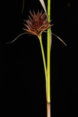 Rhynchospora cephalantha