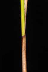 Rhynchospora cephalantha