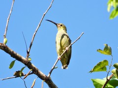 Arachnothera chrysogenys