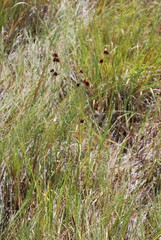 Rhynchospora cephalantha