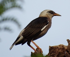 Acridotheres leucocephalus