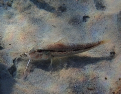 Mullus barbatus
