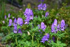 Aconitum fukutomei