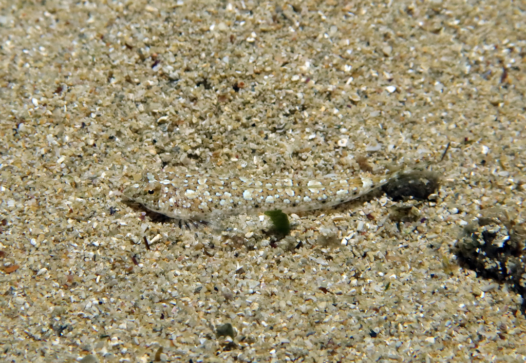 Risso's dragonet (Callionymus risso) — Callionymidae