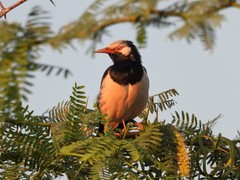 Gracupica floweri