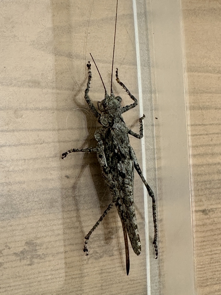 Farsodecticus
