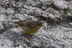 Phylloscopus griseolus