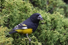 Mycerobas carnipes