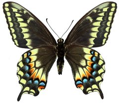 Papilio machaon bairdii