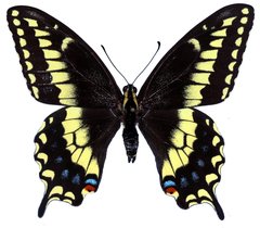 Papilio machaon bairdii
