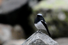 Phoenicurus coeruleocephala