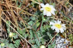 Callianthemum alatavicum