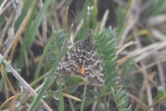 Evergestis anartalis