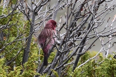 Carpodacus rhodochlamys