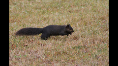 Sciurus carolinensis leucotis