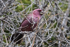 Carpodacus rhodochlamys