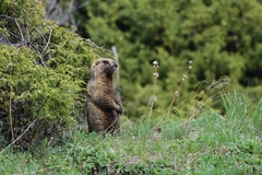 Marmota baibacina